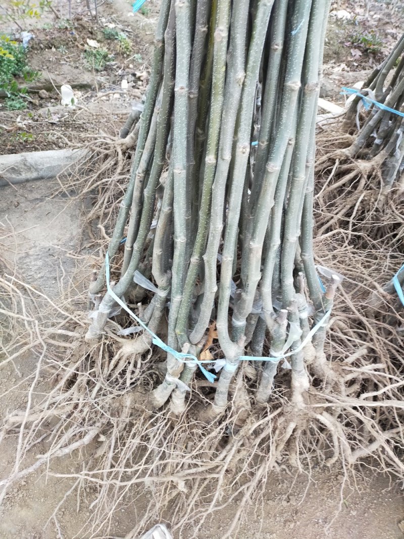 【热卖】板栗苗（大红袍，农大一号，椎栗）包成活包种植技术
