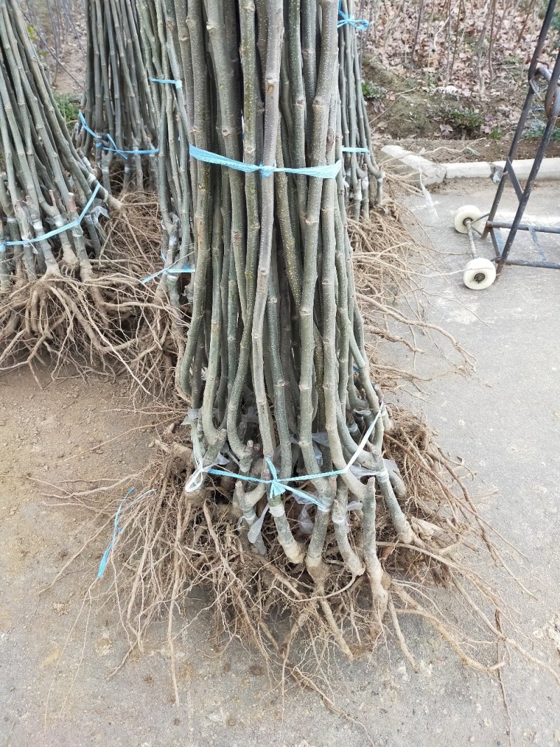 【热卖】板栗苗（大红袍，农大一号，椎栗）包成活包种植技术