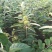 【热卖】板栗苗（大红袍，农大一号，椎栗）包成活包种植技术