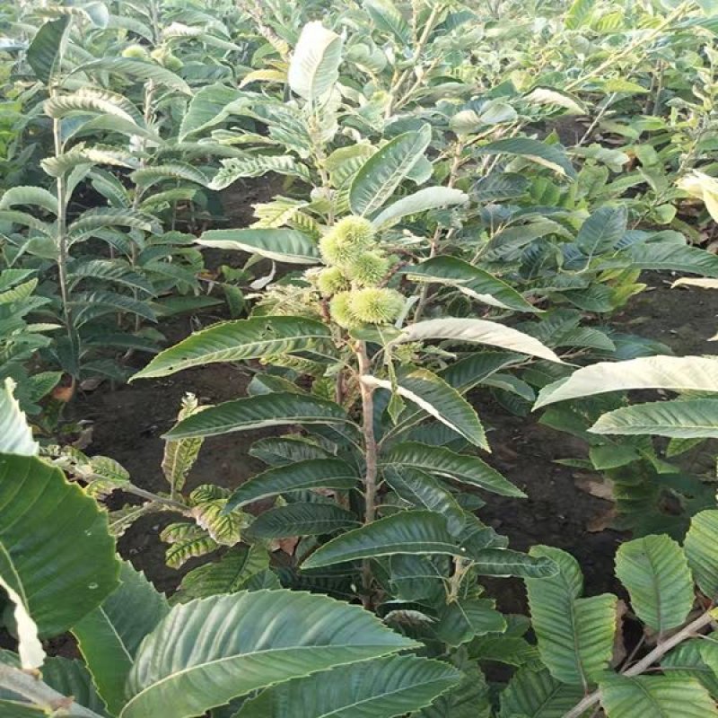 【热卖】板栗苗（大红袍，农大一号，椎栗）包成活包种植技术