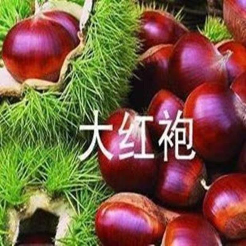 【热卖】板栗苗（大红袍，农大一号，椎栗）包成活包种植技术