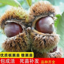 【热卖】板栗苗（大红袍，农大一号，椎栗）包成活包种植技术