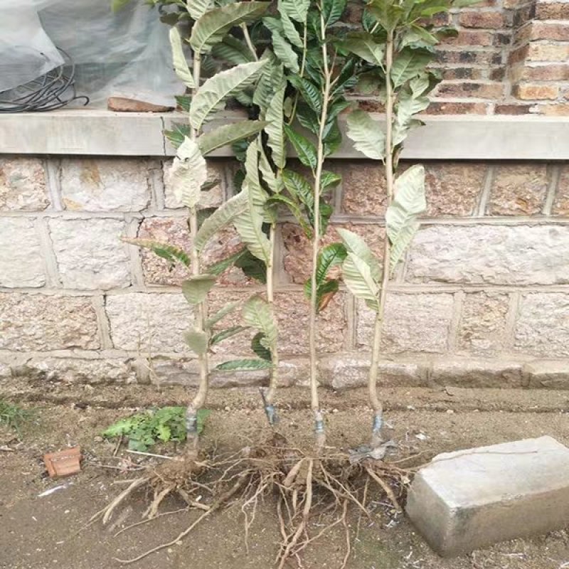 【热卖】板栗苗（大红袍，农大一号，椎栗）包成活包种植技术