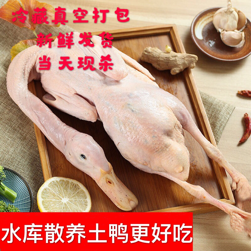 正宗土鸭新鲜鸭子鸭肉农村散养老鸭一件代发包邮