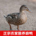 正宗土鸭新鲜鸭子鸭肉农村散养老鸭一件代发包邮