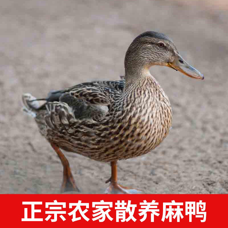 正宗土鸭新鲜鸭子鸭肉农村散养老鸭一件代发包邮