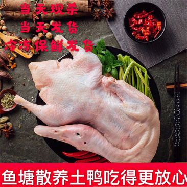 正宗土鸭新鲜鸭子鸭肉农村散养老鸭一件代发包邮