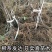 优质红心猕猴桃苗盆栽地栽南北适种批发量大从优包邮