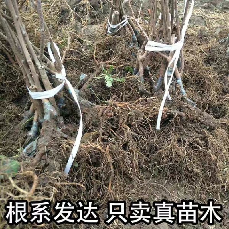 优质红心猕猴桃苗盆栽地栽南北适种批发量大从优包邮
