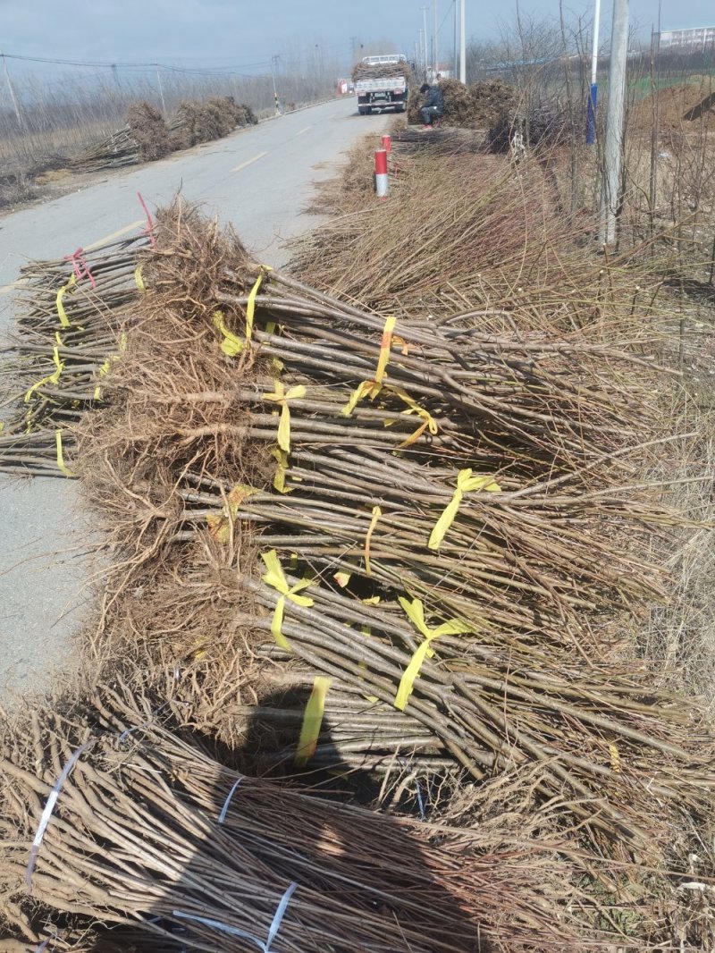 【技术指导】三公分占地桃树，毛桃苗桃树实生苗山东桃树苗