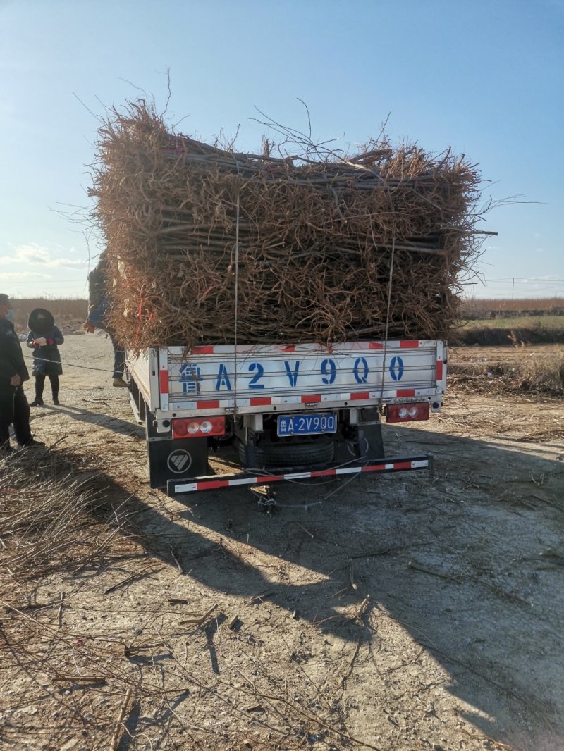 【技术指导】三公分占地桃树，毛桃苗桃树实生苗山东桃树苗