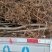 【技术指导】三公分占地桃树，毛桃苗桃树实生苗山东桃树苗