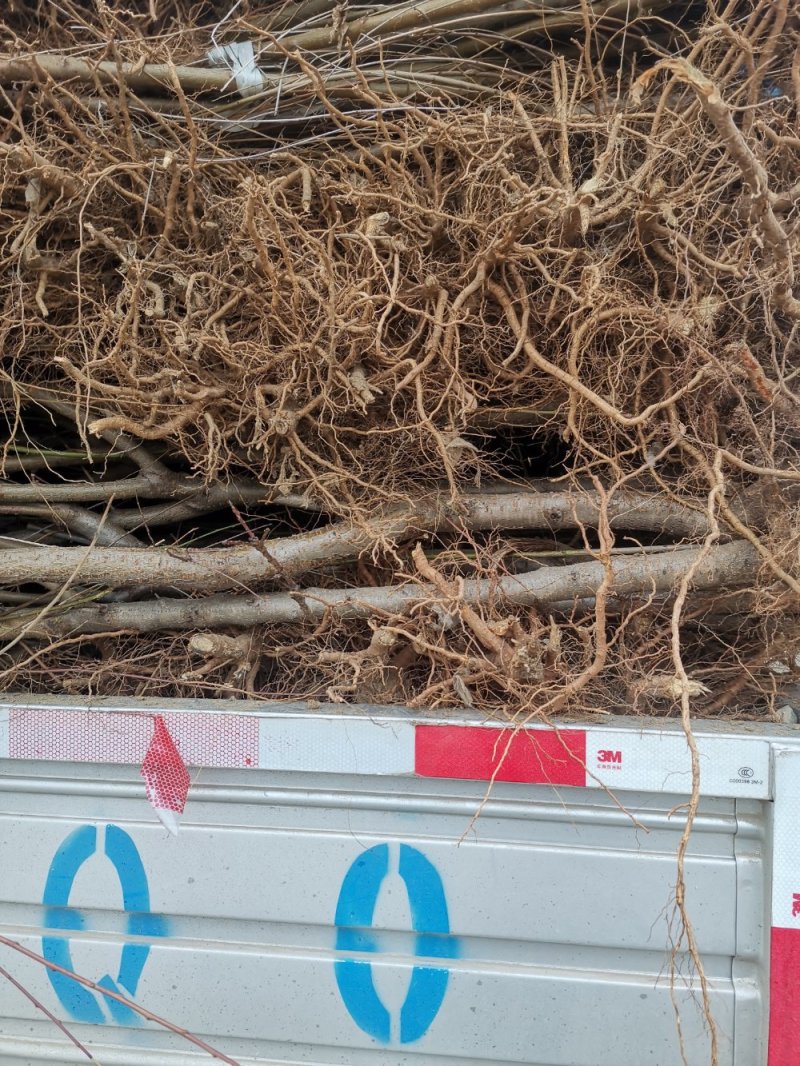 【技术指导】三公分占地桃树，毛桃苗桃树实生苗山东桃树苗