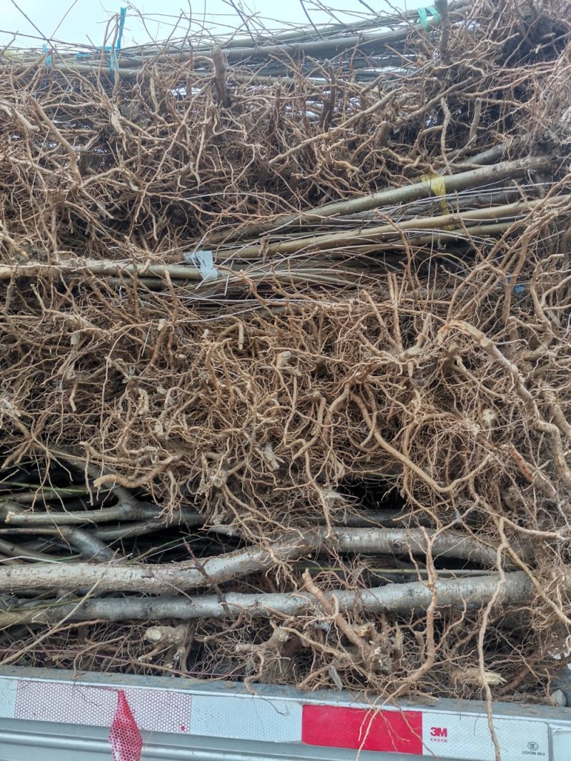 【技术指导】三公分占地桃树，毛桃苗桃树实生苗山东桃树苗