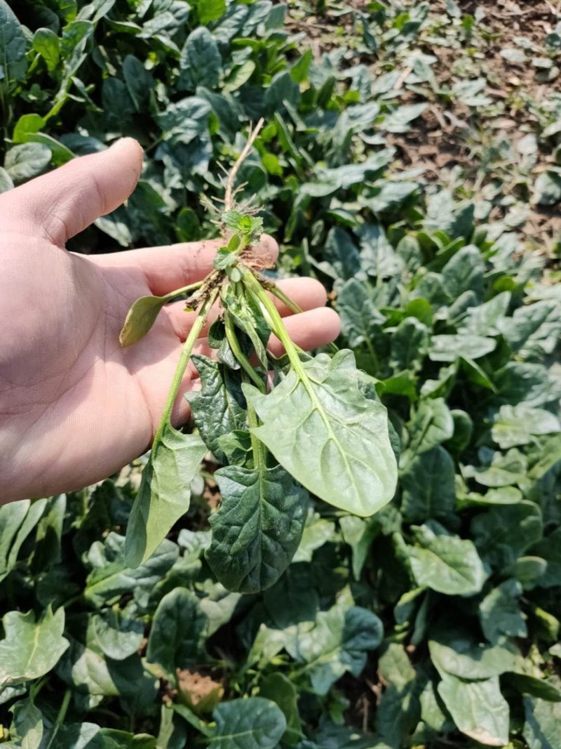 菠菜。