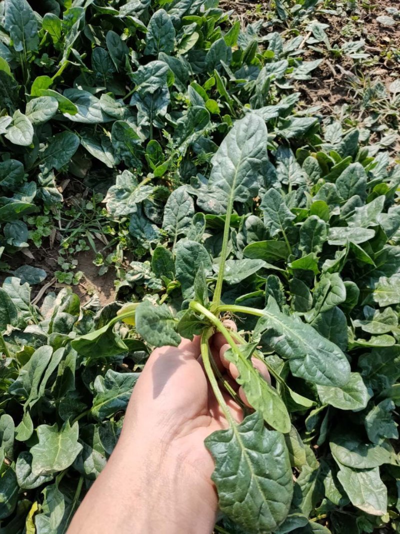 菠菜。