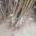 【基地直发】优质桃树苗血桃苗现挖现发量大优惠保证品种