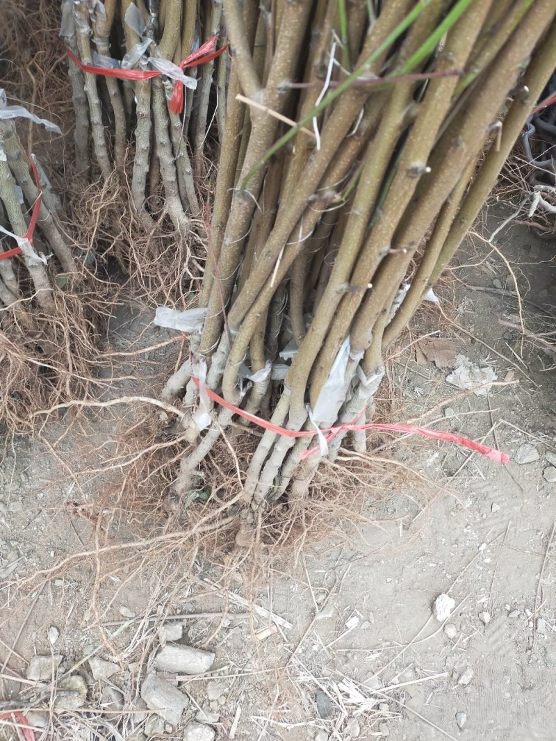 【基地直发】优质桃树苗血桃苗现挖现发量大优惠保证品种