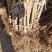 【基地直发】优质桃树苗血桃苗现挖现发量大优惠保证品种
