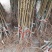【基地直发】优质桃树苗血桃苗现挖现发量大优惠保证品种