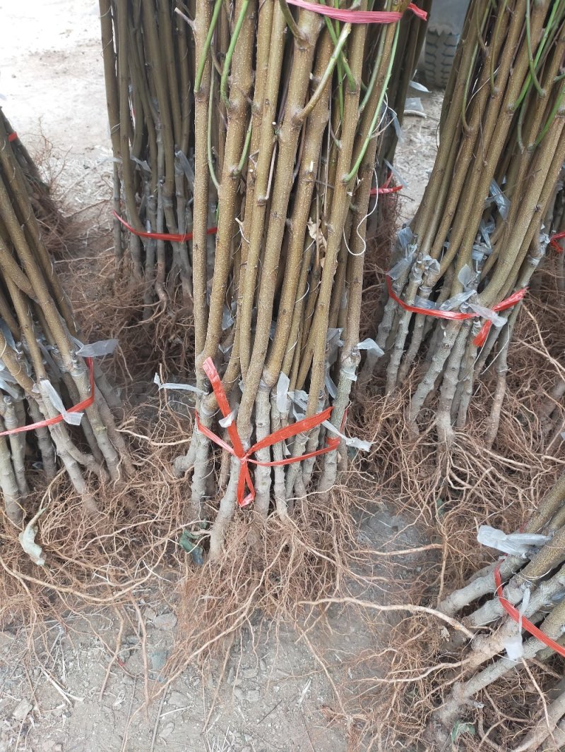 【基地直发】优质桃树苗血桃苗现挖现发量大优惠保证品种