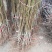 【基地直发】优质桃树苗血桃苗现挖现发量大优惠保证品种