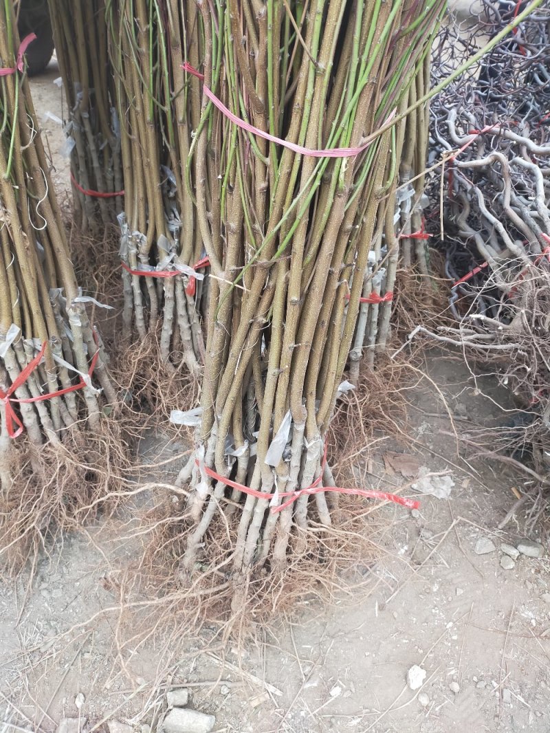 【基地直发】优质桃树苗血桃苗现挖现发量大优惠保证品种
