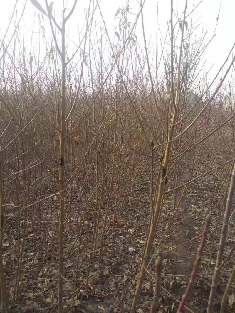 【处理清地】桃树苗桃苗毛桃树苗毛桃苗占地苗批发