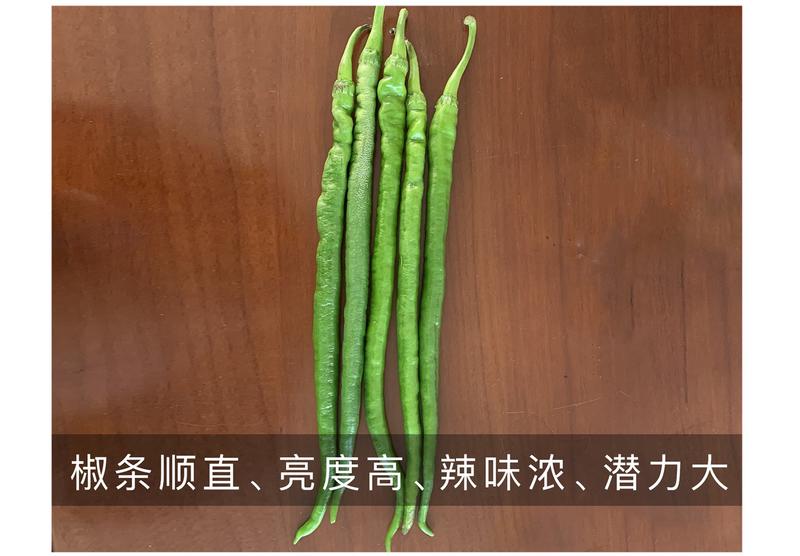 天椒61线椒种子，特长线椒，深绿色