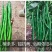 天椒61线椒种子，特长线椒，深绿色