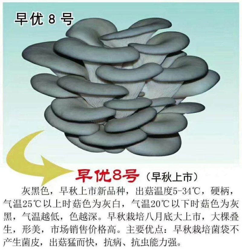 奇美969，8105/早优八号母种试管广温品种，灰美二号