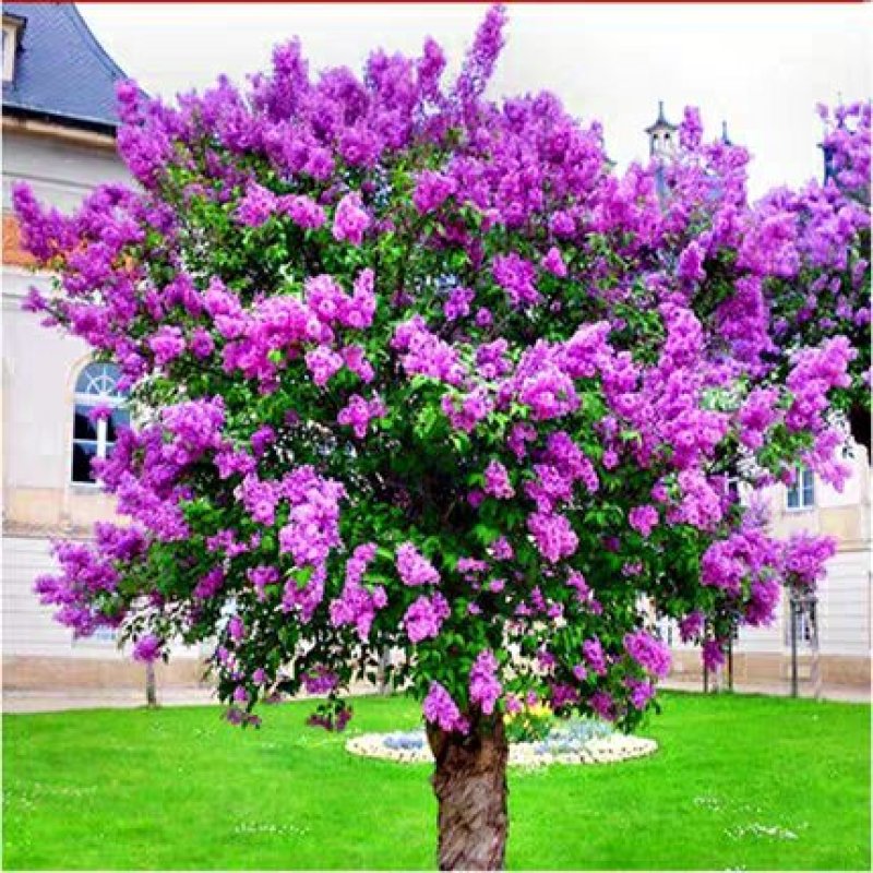 丁香花苗庭院植物丁香花树苗绿化苗紫丁香苗