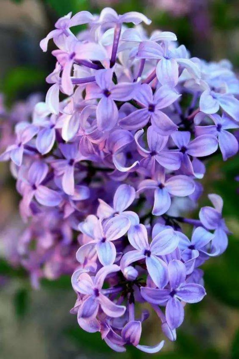 丁香花苗庭院植物丁香花树苗绿化苗紫丁香苗
