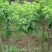 丁香花苗庭院植物丁香花树苗绿化苗紫丁香苗