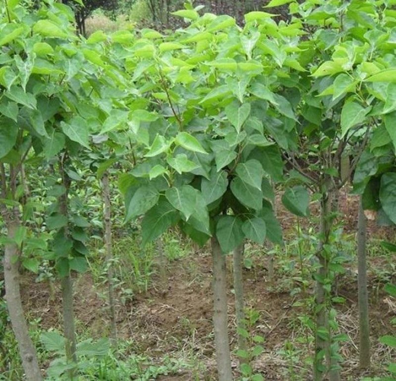 丁香花苗庭院植物丁香花树苗绿化苗紫丁香苗