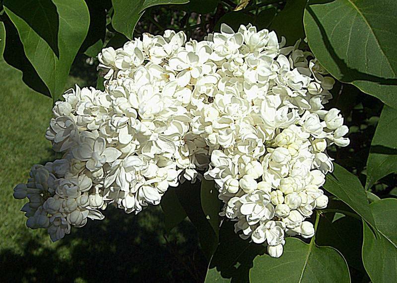 丁香花苗庭院植物丁香花树苗绿化苗紫丁香苗