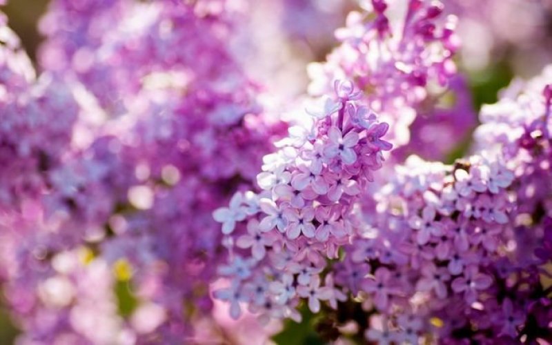 丁香花苗庭院植物丁香花树苗绿化苗紫丁香苗