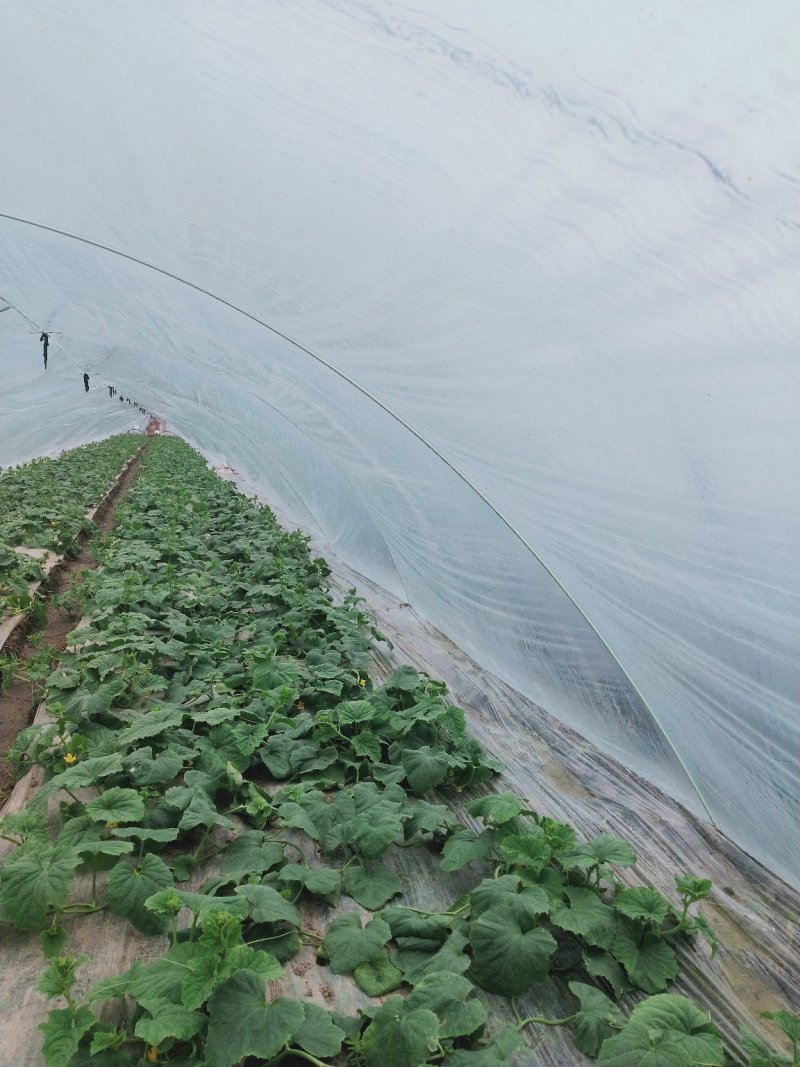 上海南汇玉菇，批发团购电商有保供资料