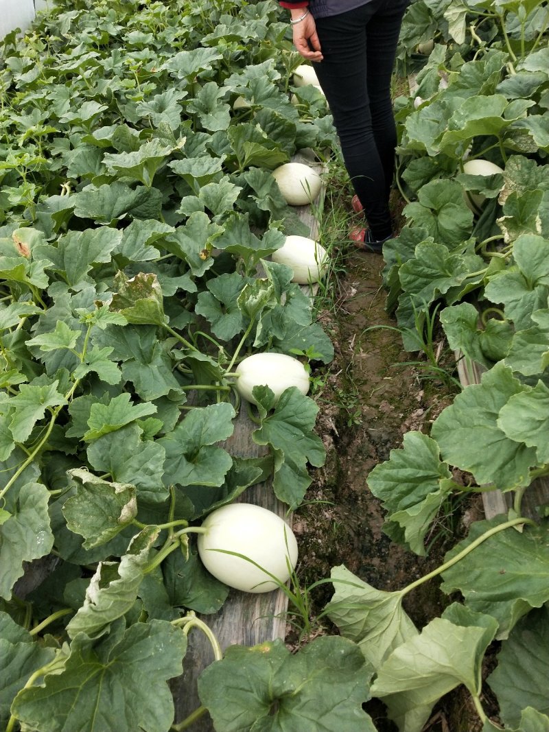 上海南汇玉菇，批发团购电商有保供资料