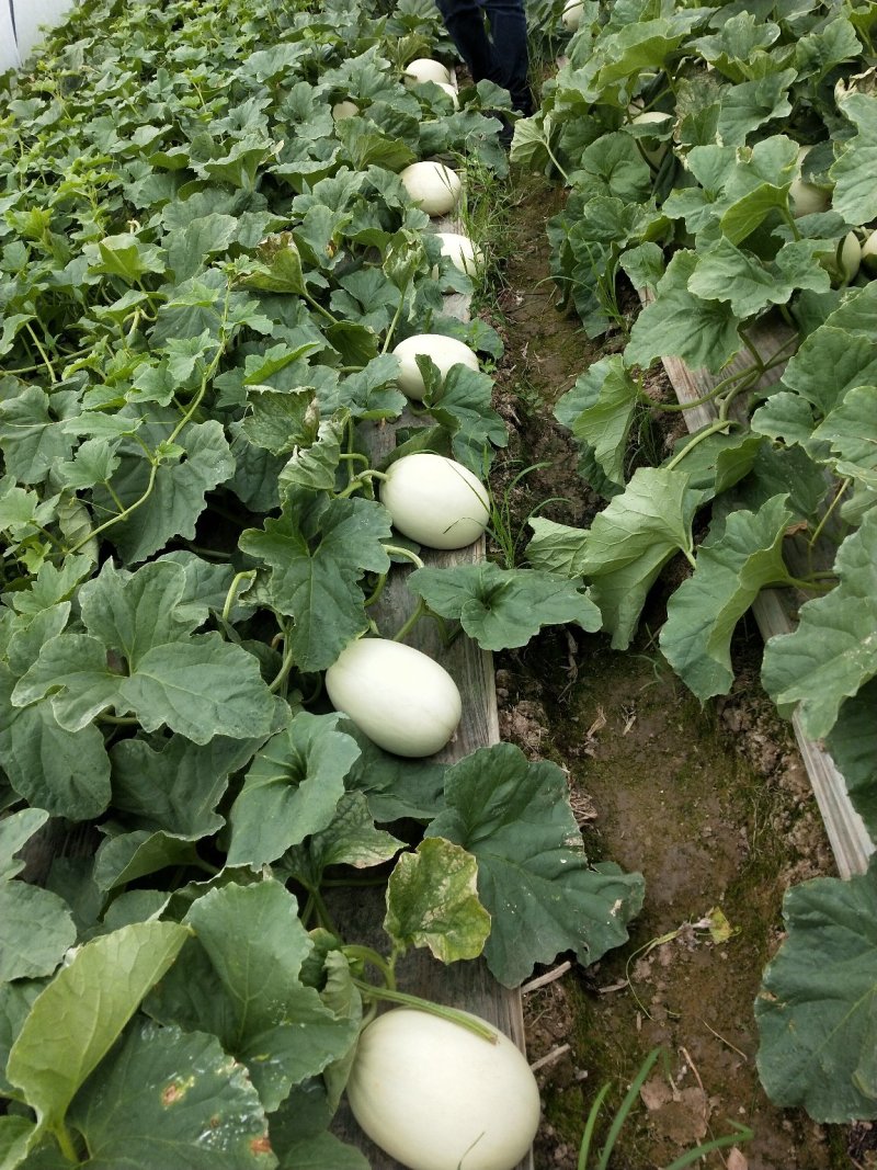 上海南汇玉菇，批发团购电商有保供资料