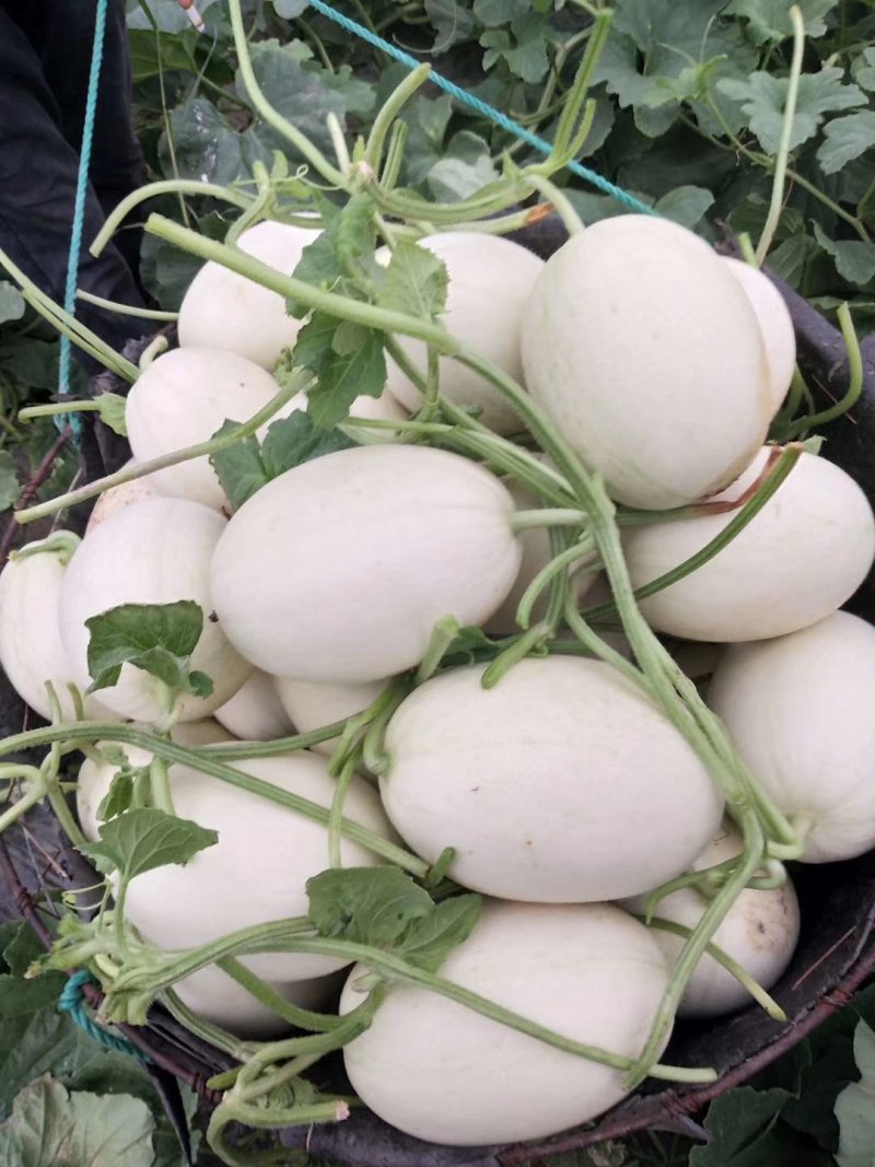 上海南汇玉菇，批发团购电商有保供资料
