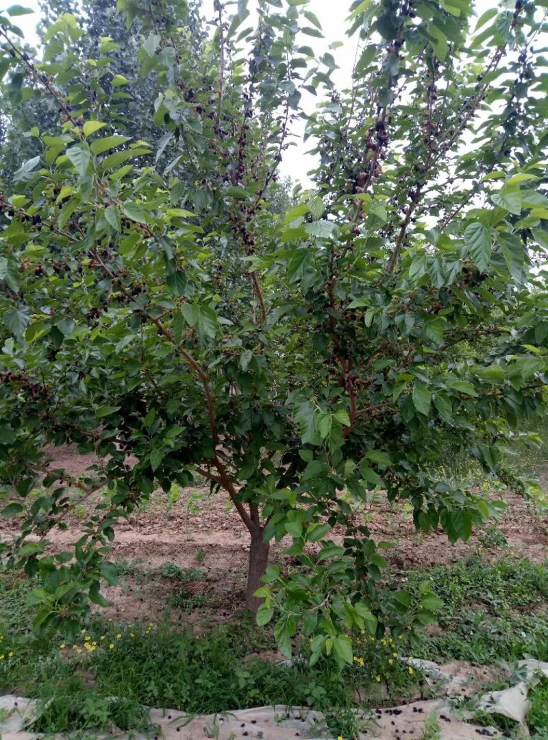 桑葚树苗