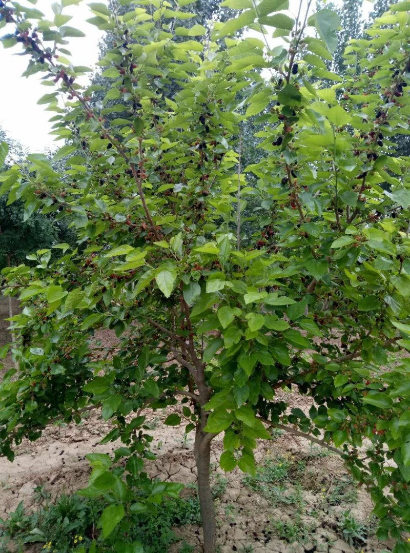 桑葚树苗