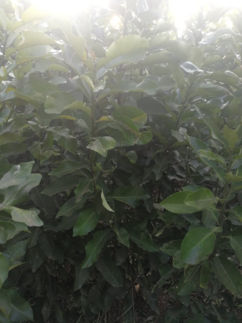 柑橘苗四川明天日见，无籽沃柑，大雅，不知火，春见，红心柚