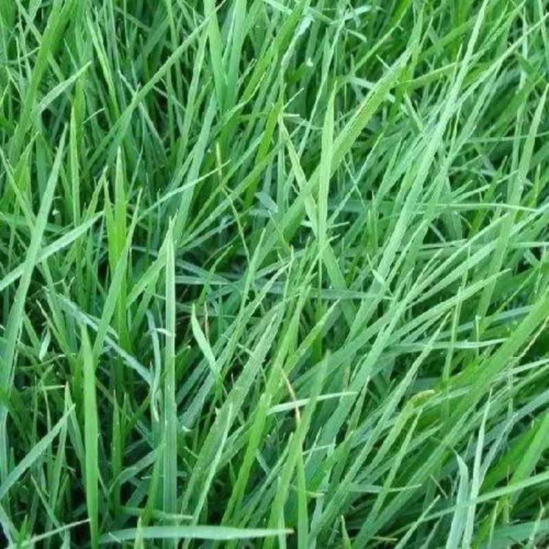 高羊茅狗牙根黑麦草耐践踏四季常青草坪种子护坡草种子