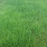 高羊茅种子绿化专用护坡草种子草籽低矮耐践踏草籽草种