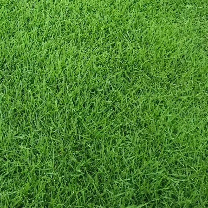 高羊茅种子绿化专用护坡草种子草籽低矮耐践踏草籽草种