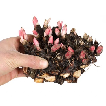 三年生芍药，现挖现卖