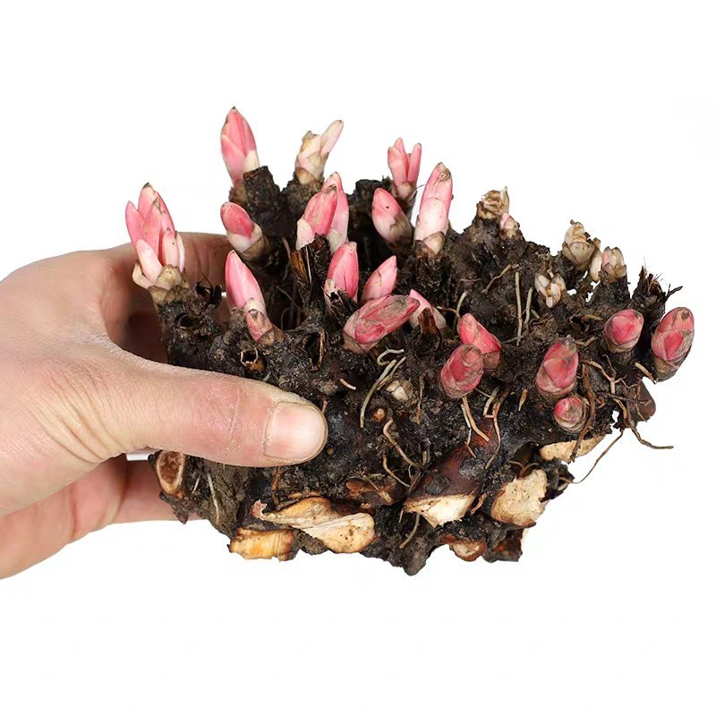 三年生芍药，现挖现卖