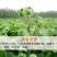 【年末大促】一件代发牛蒡茶片熬夜养生茶新鲜牛蒡加工包邮